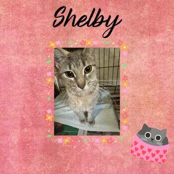 Domestic Short Hair Cats Available for Adoption in Monticello, Indiana - Shelby | PetCurious