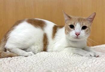Domestic Short Hair Cats Available for Adoption in Brentwood, Missouri - THOR | PetCurious