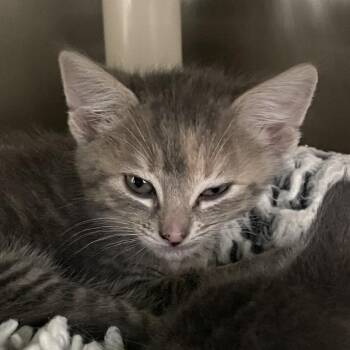 Domestic Short Hair Cats Available for Adoption in Enfield, New Hampshire - Amren | PetCurious
