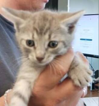 Freesia -  Domestic Short Hair Cat for Adoption in West Memphis, Arkansas - Freesia | PetCurious