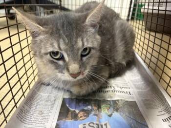 APPLE FRITTER -  Domestic Medium Hair Cat for Adoption in Loveland, Colorado - APPLE FRITTER | PetCurious