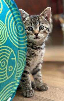 Esperanza26 -  Domestic Short Hair Cat Available for Adoption in Youngsville, North Carolina - Esperanza26 | PetCurious