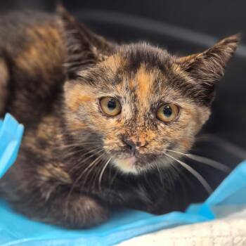 Nan -  Domestic Short Hair Cat for Adoption in Sarasota, Florida - Nan | PetCurious