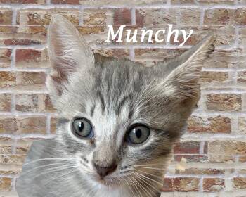 Rescue Tabby Cats for Adoption in Monrovia, California - MUNCHY | PetCurious
