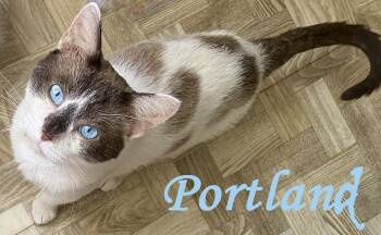 Portland Blue -  Siamese and Domestic Short Hair Cat for Adoption in Mansfield, Ohio - Portland Blue | PetCurious