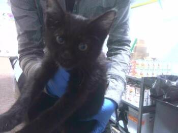 Rescue Domestic Medium Hair Cats for Adoption in Tallahassee, Florida - SCARLET | PetCurious