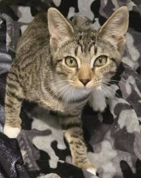 DaisyJA -  Tabby and Domestic Short Hair Cat for Adoption in North Highlands, California - DaisyJA | PetCurious