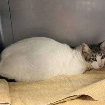 Ava -  Domestic Short Hair Cat for Adoption in Hawthorne, California - Ava | PetCurious