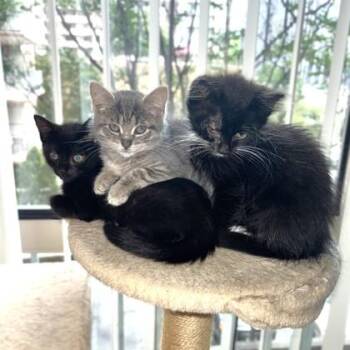 Spark -  Domestic Short Hair Cat for Adoption - Spark | PetCurious