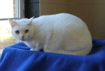 Rescue Domestic Medium Hair Cats for Adoption in Prattville, Alabama - Loki - 42670 | PetCurious