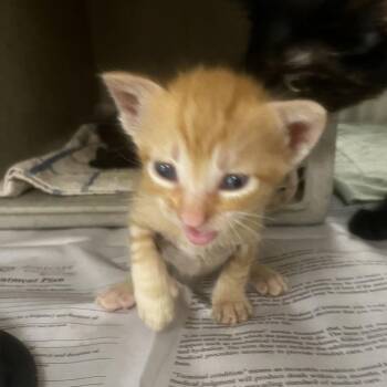 Monster -  Domestic Short Hair Cat for Adoption in San Antonio, Texas - Monster | PetCurious