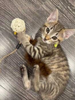 Domestic Short Hair Cats Available for Adoption in Fort Worth, Texas - Oliver | PetCurious