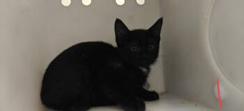 MIZU -  Domestic Short Hair Cat for Adoption in Santa Fe, New Mexico - MIZU | PetCurious