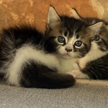 Ginger Snap -  Domestic Medium Hair Cat for Adoption in Boerne, Texas - Ginger Snap | PetCurious