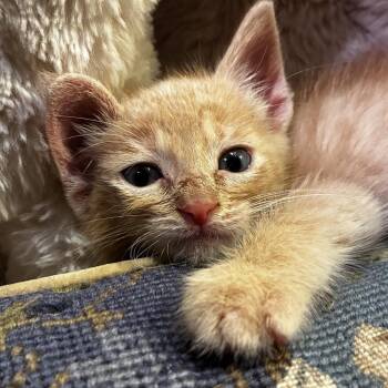 buff baby -  Domestic Short Hair Cat for Adoption in Edinburg, Texas - Buff Baby | PetCurious