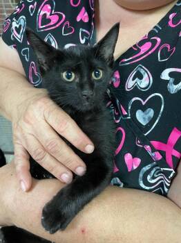 Kenzo -  Domestic Short Hair Cat for Adoption in Margate, Florida - Kenzo | PetCurious