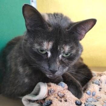 Margaery -  Domestic Short Hair Cat for Adoption in Fairfax Station, Virginia - Margaery | PetCurious