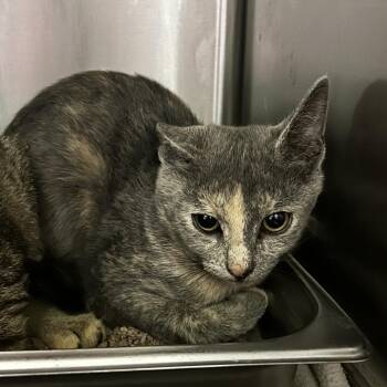 Dragonflier -  Domestic Short Hair Cat for Adoption in Spruce Pine, North Carolina - Dragonflier | PetCurious