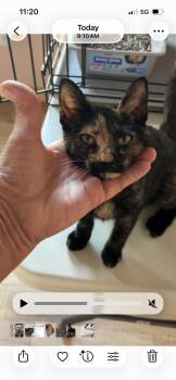Flower -  Domestic Short Hair Cat for Adoption in Havertown, Pennsylvania - Flower | PetCurious