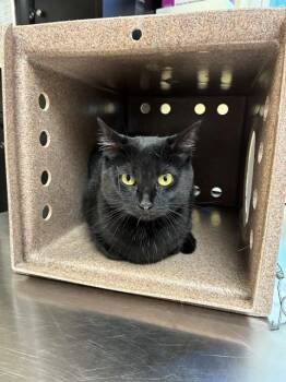 SPOOKY -  Domestic Short Hair Cat for Adoption in Cookeville, Tennessee - SPOOKY | PetCurious