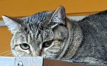 Domestic Short Hair Cats Available for Adoption in Edison, New Jersey - Grace O