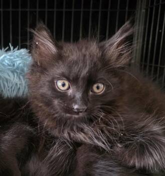 Fritz -  Domestic Medium Hair Cat for Adoption in Rio Linda, California - Fritz | PetCurious