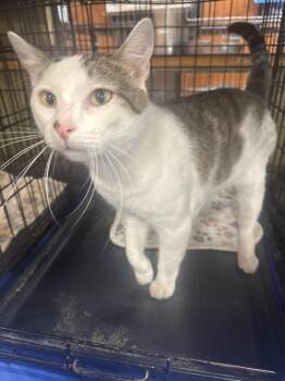 Domestic Short Hair Cats Available for Adoption in Gonzales, Louisiana - Prince | PetCurious
