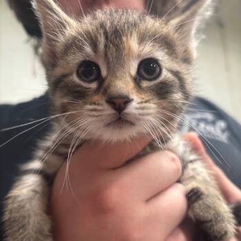 Rescue Domestic Short Hair Cats for Adoption in Napoleon, Ohio - Nimbus 46C25 | PetCurious