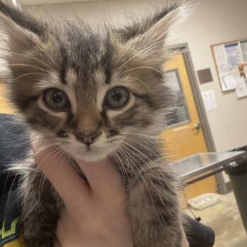 Elias - 071420U -  Domestic Medium Hair Cat for Adoption in Tupelo, Mississippi - Elias - 071420U | PetCurious