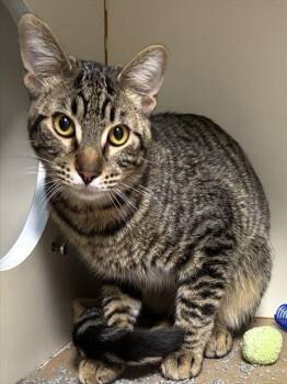 Domestic Short Hair Cats Available for Adoption in Dedham, Massachusetts - TINO | PetCurious