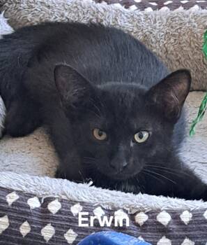 Rescue Domestic Short Hair Cats for Adoption in Plattsburgh, New York - Erwin | PetCurious