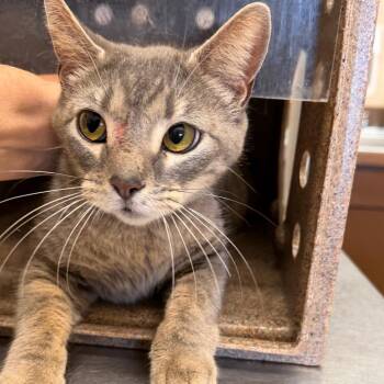 Domestic Short Hair Cats Available for Adoption in Birmingham, Alabama - Salsa | PetCurious