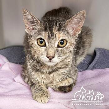 BETH -  Domestic Short Hair Cat for Adoption in Irvine, California - BETH | PetCurious