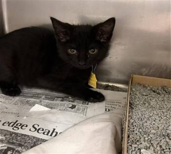 Domestic Short Hair Cats Available for Adoption in St. Louis, Missouri - ELTON | PetCurious