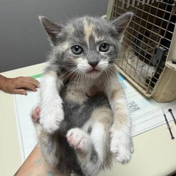 Marisol -  Domestic Short Hair Cat for Adoption in Bentonville, Arkansas - Marisol | PetCurious