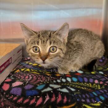 Rescue Domestic Short Hair Cats for Adoption in Nashville, Indiana - Pumpkin Spice | PetCurious