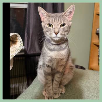 Phoebe -  Domestic Short Hair Cat for Adoption in Lansdowne, Pennsylvania - Phoebe | PetCurious