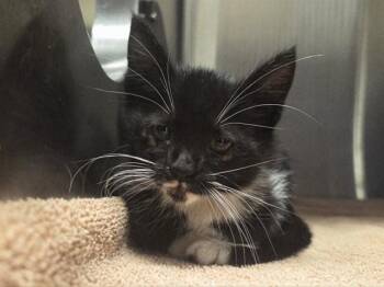 A1049241 -  Domestic Short Hair Cat for Adoption in Martinez, California - A1049241 | PetCurious