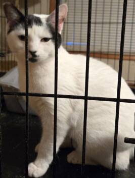 Turkish Van and Domestic Short Hair Cats Available for Adoption in Battle Ground, Washington - Willow | PetCurious