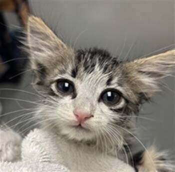TACOMA - NEEDS A FOSTER -  Domestic Long Hair Cat for Adoption in Ontario, California - TACOMA - NEEDS A FOSTER | PetCurious