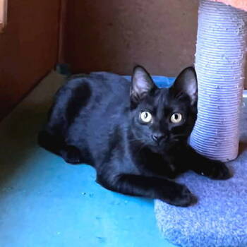 Rescue Domestic Short Hair Cats for Adoption in Rutherfordton, North Carolina - Black Velvet | PetCurious