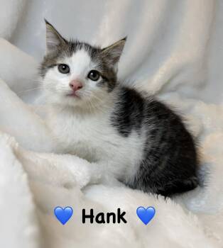 Domestic Short Hair Cats Available for Adoption in Copley, Ohio - Hank | PetCurious
