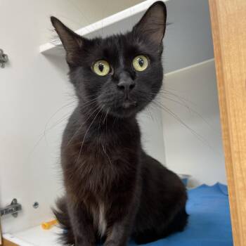 Gabby -  Domestic Short Hair Cat Available for Adoption in Champaign, Illinois - Gabby | PetCurious