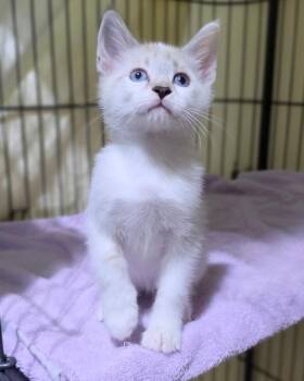 Charlotte -  Domestic Short Hair and Siamese Cat for Adoption in Novato, California - Charlotte | PetCurious
