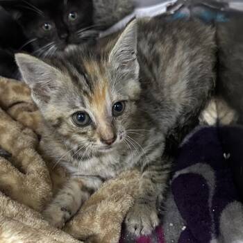 Mango -  Domestic Short Hair Cat for Adoption in Corbin, Kentucky - Mango | PetCurious