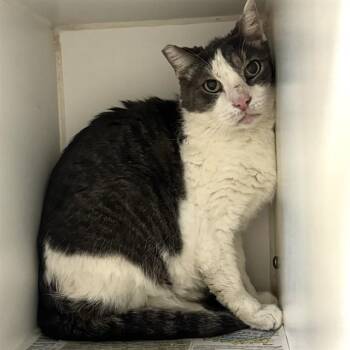 Domestic Short Hair Cats Available for Adoption - SPIRIT | PetCurious