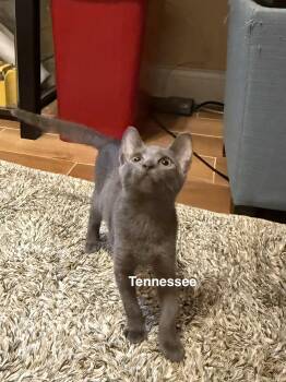 Tennessee -  Domestic Short Hair Cat for Adoption in Zephyrhills, Florida - Tennessee | PetCurious