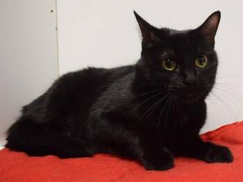 KERNEL -  Domestic Short Hair Cat for Adoption in Sacramento, California - KERNEL | PetCurious