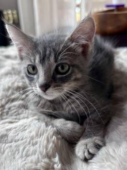 Kassie -  Domestic Short Hair Cat for Adoption in Divide, Colorado - Kassie | PetCurious
