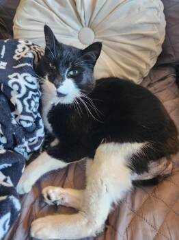 Domestic Short Hair Cats Available for Adoption - O